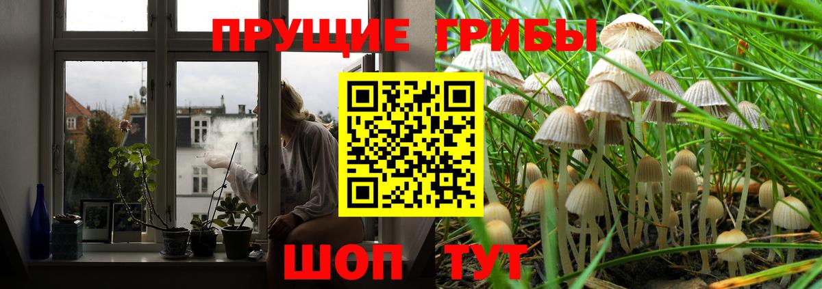 Галлюциногенные грибы Psilocybe  Вход с VPN  цена   Богородицк  Псилоцибиновые грибы GOLDEN TEACHER 